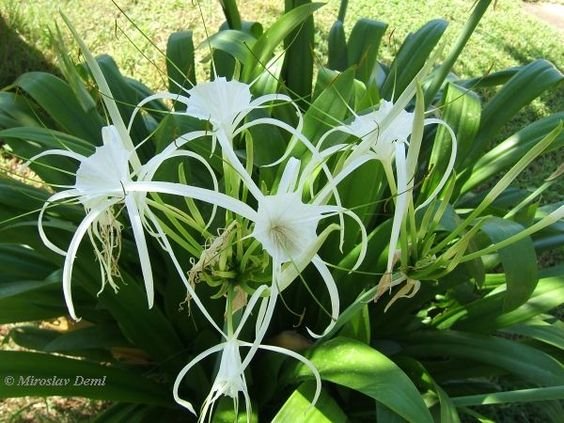 Hymenocallis littoralis: What you must know about the spider lily 2