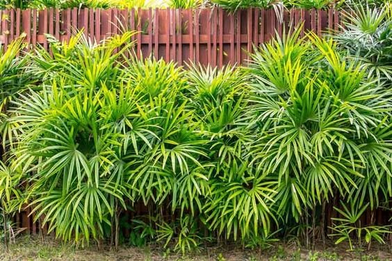 All you need to know about Rhapis excelsa 2
