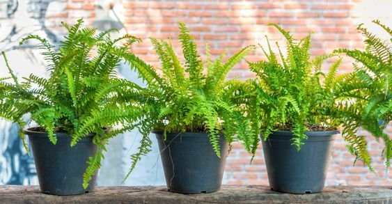 Boston Fern: Add this plant to add a dash of greenery to your space 2