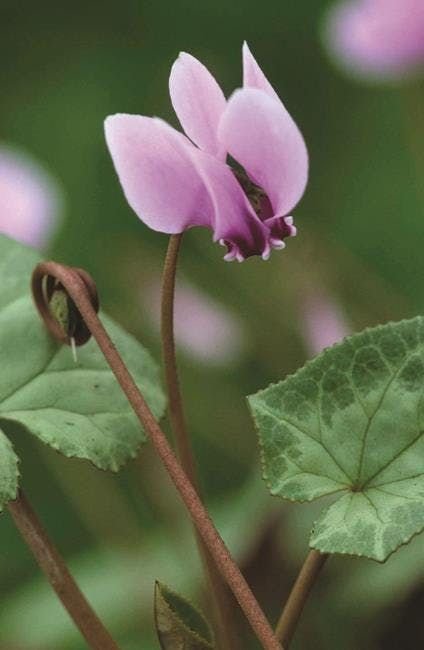 Cyclamen: Know how to grow and take care of the Persian Violet 2