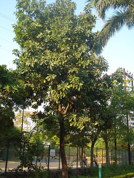 Madhuca longifolia: Facts, features, growth and maintenance tips; uses and benefits 1.2
