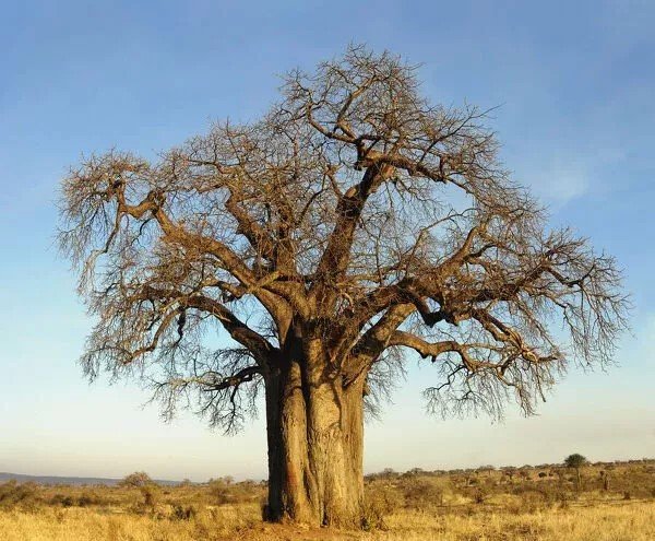 Adansonia digitata: Can you grow the African baobab in your backyard? 2