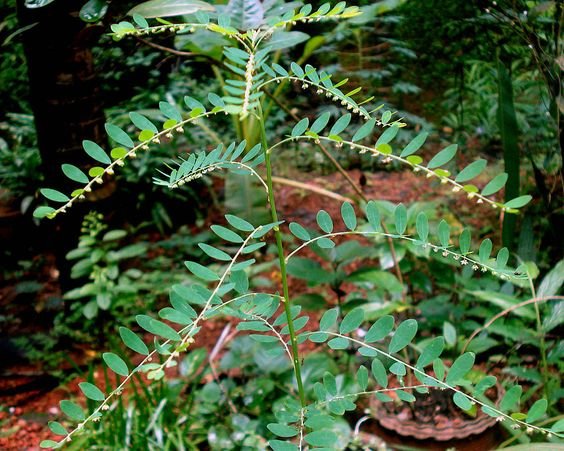 Phyllanthus acidus: फायद्यांनी भरलेली वनस्पती 2