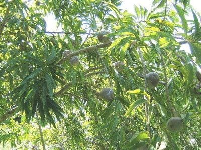 Annona reticulata: A complete guide to grow it 2