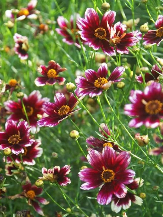 Coreopsis: Facts, physical description, how to grow and maintain, and uses of Tickseed 1.2
