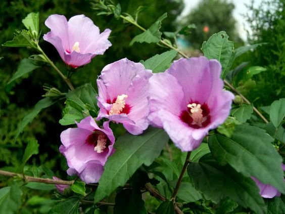 Hibiscus syriacus: Facts, types, growth, maintenance, and uses of Rose of Sharon 2