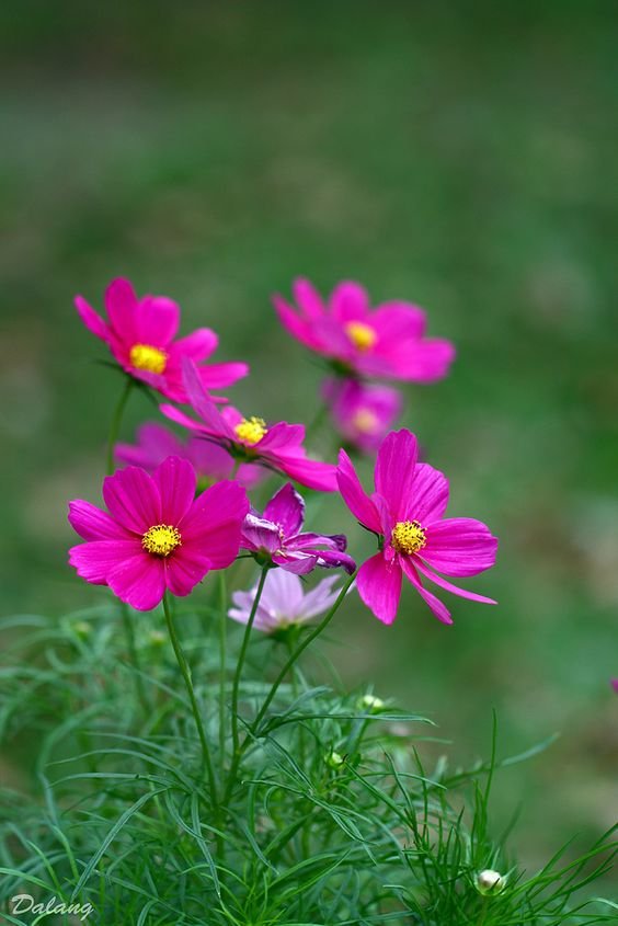 Cosmos bipinnatus: Facts, characteristics, growth, maintenance, associated problems, and uses of Mexican aster 2