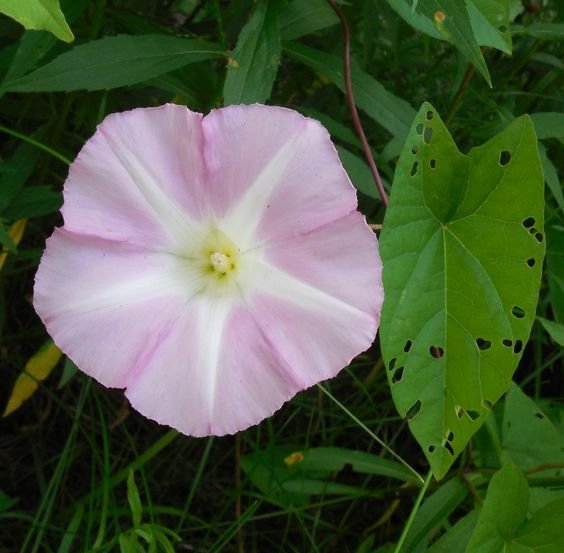 Convolvulus arvensis: How to grow and care for the European bindweed 2