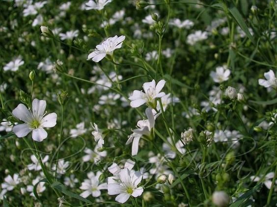 Gypsophila elegans: Facts, growth, maintenance, and uses of baby’s breath 2