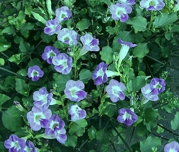 Asystasia gangetica: Facts, growth, maintenance, and uses of Chinese violet 2