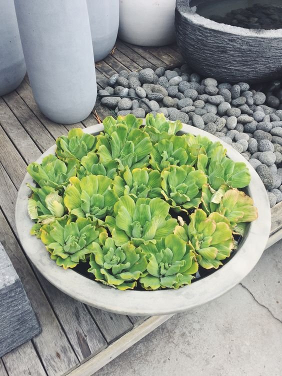 Water cabbage: Learn how to grow and care for water lettuce 2