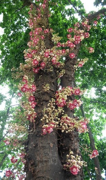 Couroupita guianensis: Facts, physical description, growth, maintenance, uses, and toxicity 2
