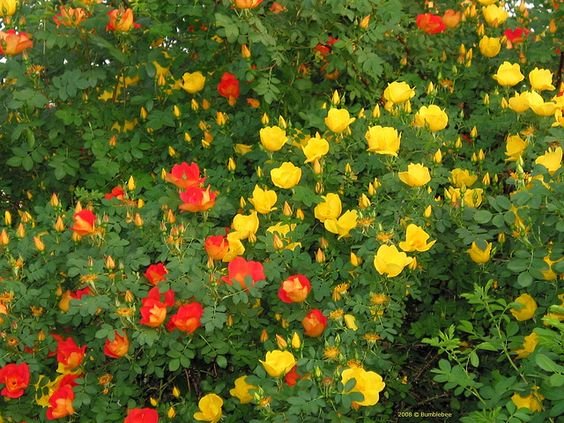 Rosa foetida: Know why the Persian Yellow Rose should grace your garden 2