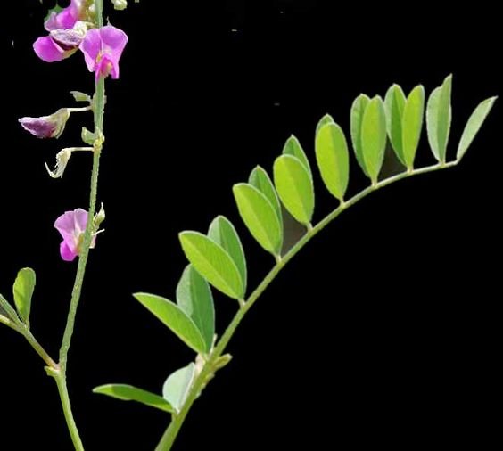 Tephrosia purpurea: The wonderful herbal plant you might not have heard of 2
