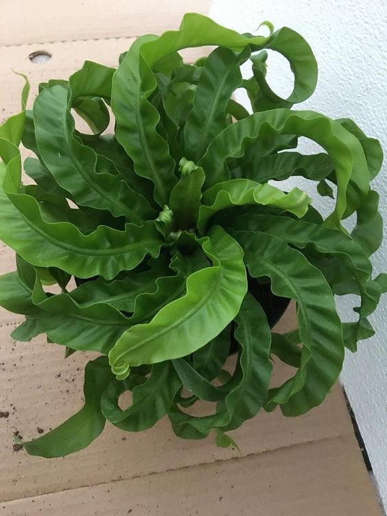 Bird's nest fern: Facts, physical description, growth, maintenance, uses, and toxicity 2
