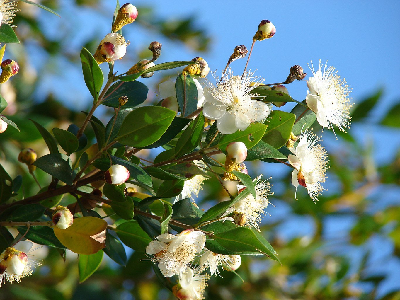 Myrtus: Facts, features, growth, maintenance, insects, uses, medicinal benefits, and toxicity 2