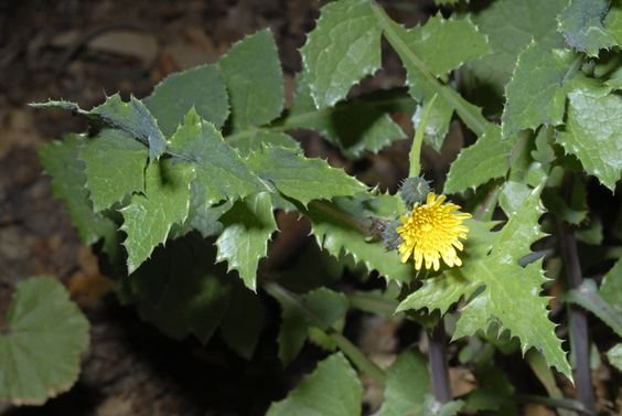 Sonchus oleraceus: Facts, growth, maintenance, medicinal uses, and insect problems 2