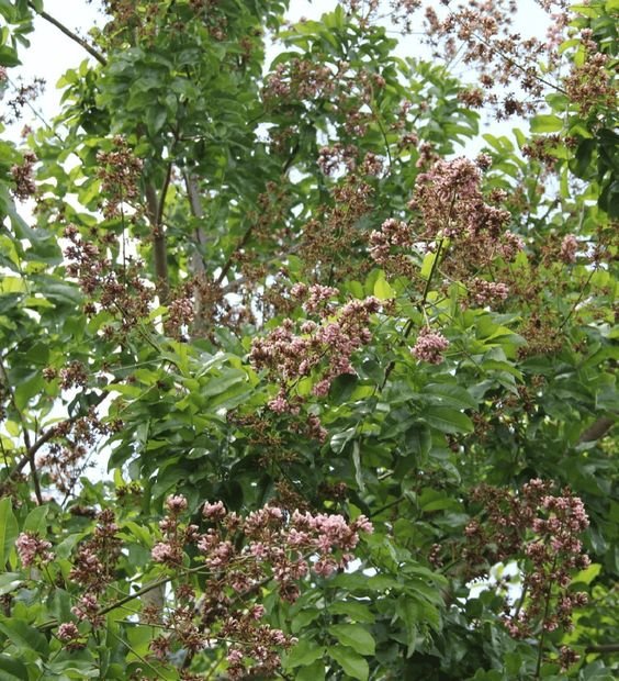 Gliricidia sepium: Facts, growth, maintenance, uses, and benefits of Mexican lilac 2