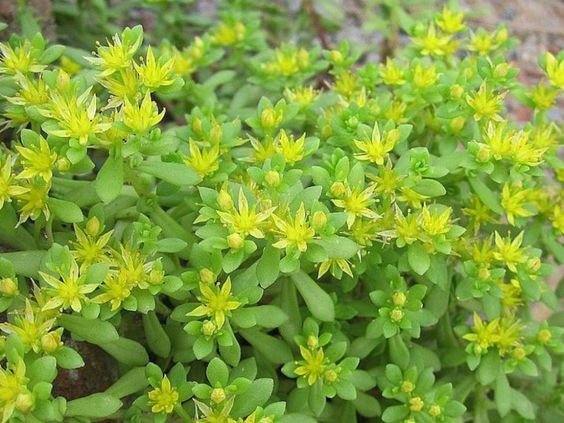 Sedum lineare: Facts, propagation, maintenance, potting and repotting, and uses 2