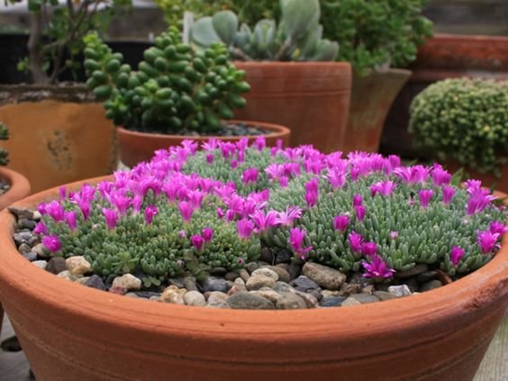 Ice plant: Should you plant these succulents in your home? 1.2