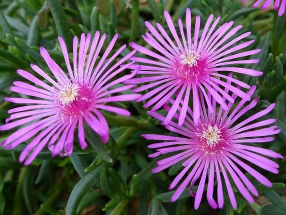 Ice plant: Should you plant these succulents in your home? 1.3