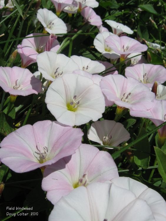 Convolvulus arvensis: How to grow and care for the European bindweed 3
