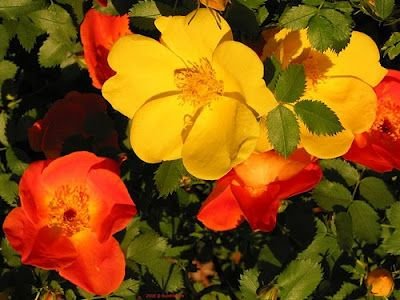 Rosa foetida: Know why the Persian Yellow Rose should grace your garden 3