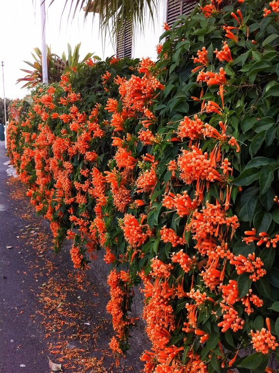 Pyrostegia venusta: Know more about the flame vine before planting it indoors 3