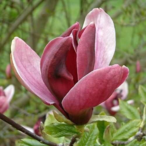 Magnolia liliiflora: Learn how to grow and care for the Japanese magnolia 3