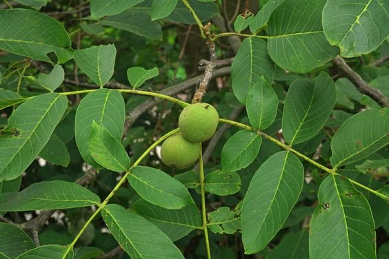 Juglans regia: Should you grow the Persian walnut in your backyard? 3