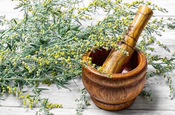 Artemisia absinthium: Facts, how to grow and care, and benefits of absinthe 3