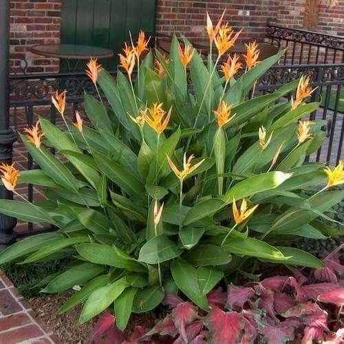 Heliconia psittacorum: Facts, physical description, how to grow, maintain, uses and toxicity 3