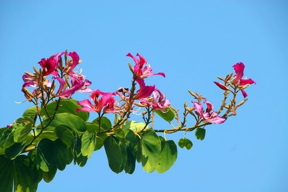 Bauhinia blakeana: Bring the Hong Kong orchid tree to your backyard 3
