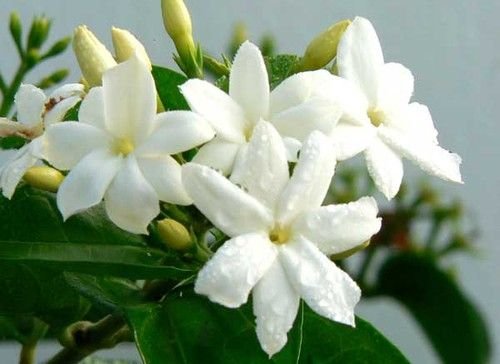 Jasminum grandiflorum: Bring the Spanish jasmine to your home 3