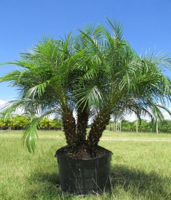 Pygmy Date Palm: Facts, features, growing tips, maintenance tips, and uses 3