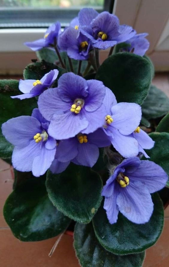African Violet: Add a dash of colour to your house 3