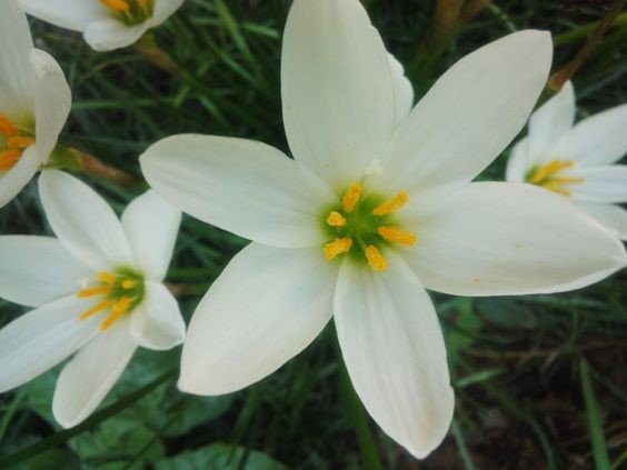Zephyranthes candida: Key facts, how to grow and care, and the benefits of Fairy Lily 3