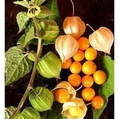 Physalis peruviana: How to grow and maintain the cape gooseberry 3