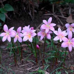 Zephyranthes carinata: Learn how to grow and care for the silver flower orchid 1.3
