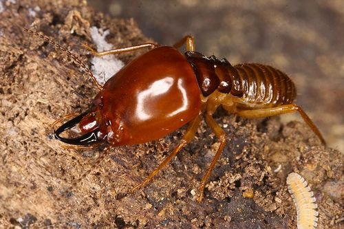 Anti-termite treatment: Your only guide 3