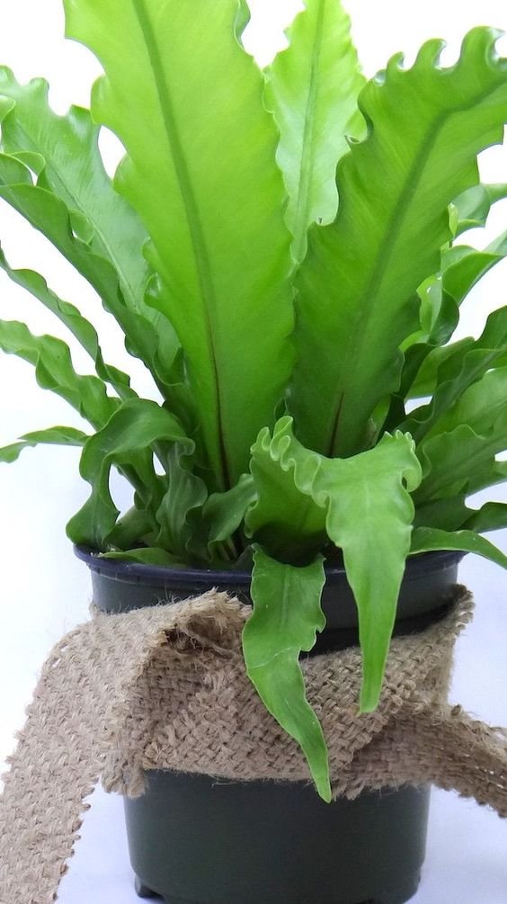 Bird's nest fern: Facts, physical description, growth, maintenance, uses, and toxicity 3