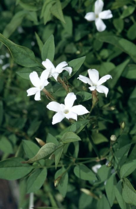 Jasminum officinale: Facts, physical description, growth, maintenance, and uses of common jasmine 3