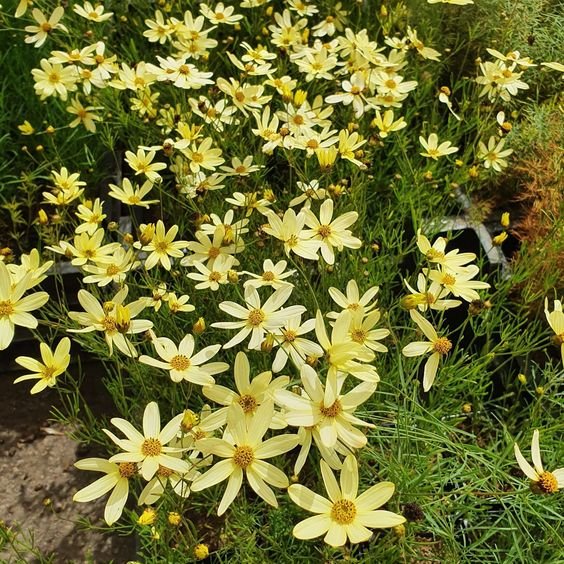 Coreopsis: Facts, physical description, how to grow and maintain, and uses of Tickseed 1.3