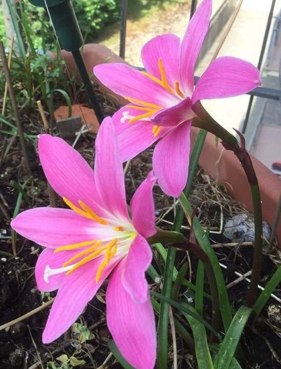 Zephyranthes carinata: Learn how to grow and care for the silver flower orchid 1,4