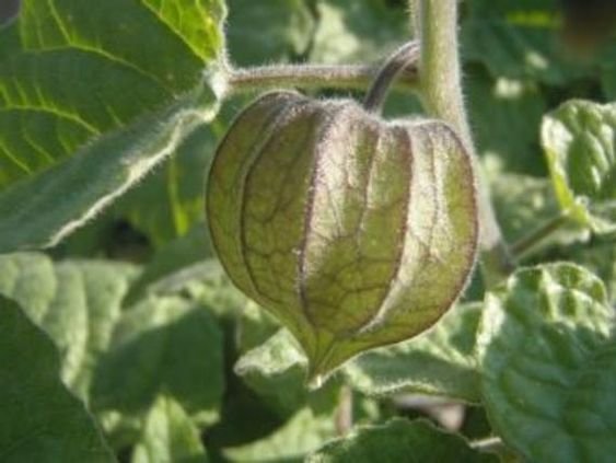 Physalis peruviana: How to grow and maintain the cape gooseberry 4