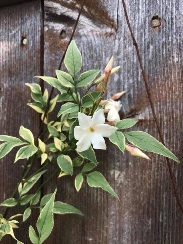Jasminum officinale: Facts, physical description, growth, maintenance, and uses of common jasmine 4