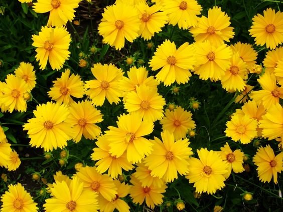 Coreopsis: Facts, physical description, how to grow and maintain, and uses of Tickseed 1.4