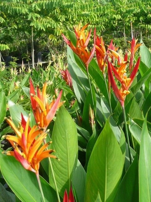 Heliconia psittacorum: Facts, physical description, how to grow, maintain, uses and toxicity 4