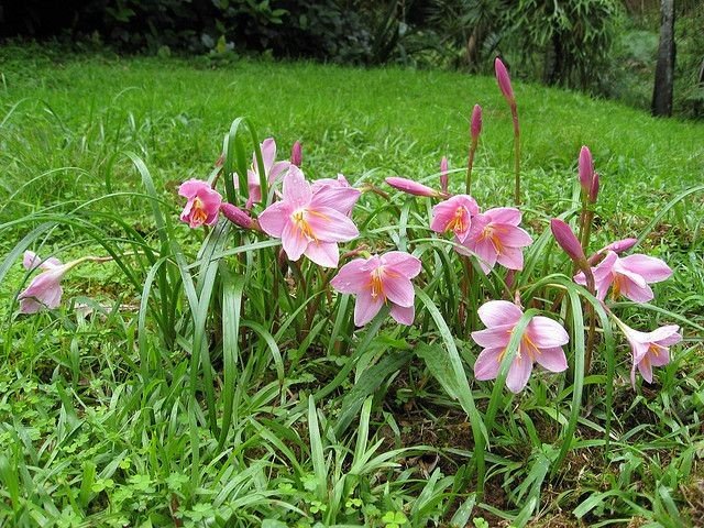 Zephyranthes candida: Key facts, how to grow and care, and the benefits of Fairy Lily 4
