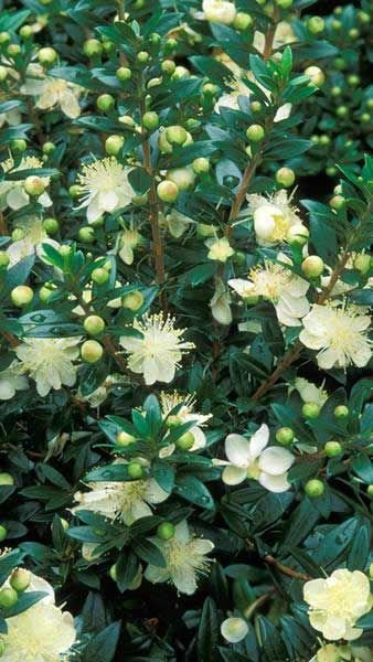Myrtus: Facts, features, growth, maintenance, insects, uses, medicinal benefits, and toxicity 1